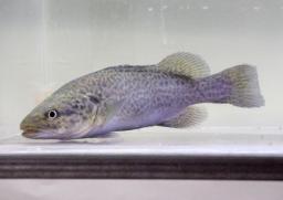 <p>　押収された「未判定外来生物」の淡水魚トラウトコッド＝２８日午前、東京湾岸署</p>