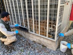 <p>　チリ・サンティアゴの動物園で、トラへの新型コロナワクチン接種を準備する職員＝２０２１年１２月（ブイン動物園提供、ロイター＝共同）</p>