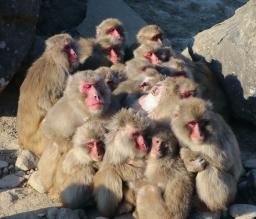 　小豆島銚子渓自然動物園お猿の国で見られた、ニホンザルが暖を取るために体を寄せ合う「サル団子」＝５日、香川県土庄町
