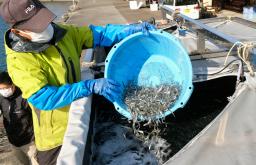 　水揚げされ、トラックの水槽に移される稚アユ＝７日午前、和歌山県由良町