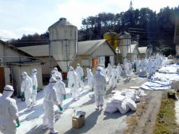 　岩手県久慈市の養鶏場で殺処分の準備を進める県職員ら＝１２日（同県提供）
