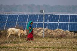 　インド北東部の村の農地を転用した太陽光発電施設と、その脇で牛に草を食べさせる女性＝４日（ＡＰ＝共同）