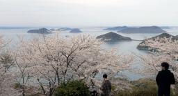 　香川県三豊市の紫雲出山で見頃を迎えたソメイヨシノ。瀬戸内海と島々を背景に桜を楽しめる＝５日