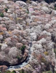 　シロヤマザクラなどが見頃を迎え、濃淡ある桜色に彩られた吉野山＝８日午後、奈良県吉野町（共同通信社ヘリから）
