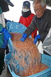 　漁が解禁され、水揚げされたシロエビ＝１日朝、富山県射水市の新湊漁港