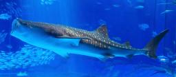 　沖縄美ら海水族館の水槽で泳ぐジンベエザメ（同水族館提供）