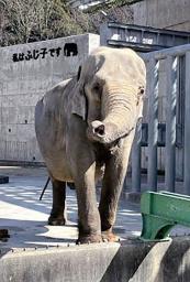 　死んだ雌のアジアゾウ「ふじ子」
