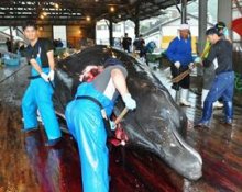 クジラ　初の水揚げ、即解体　８月末まで２８頭捕獲へ　地元小学生４９人見学　南房総・和田町