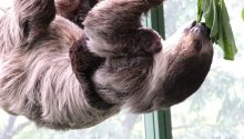 ナマケモノが〝超高齢出産〟　２５年ぶり赤ちゃんに驚き　千葉市動物公園