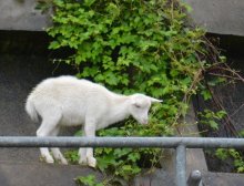 【動画あり】崖の上の子ヤギ「かわいい」と見物客増加　雨の週末　車が急停車、事故懸念の声も