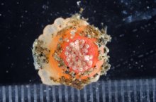 幻のイソギンチャク発見　海の博物館の研究員ら　１００年ぶり確認、標本展示