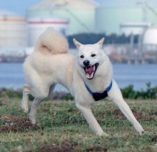 個性尊重し信頼関係築く　オオカミに一番近い犬　堀田　素愛　【わんこのわ】（３２）