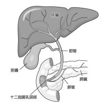 腫瘍を小さくし手術　術前化学療法を併用　肝胆膵外科（１）　千葉県がんセンター肝胆膵外科部長　加藤厚　【９月はがん征圧月間　ちば　がんにうち克つ】（１）