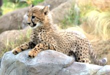 【動画あり】六つ子のチーター大きくなったよ　愛らしい姿お披露目　千葉市動物公園　２７日一般公開