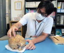 古作貝塚の人骨分析　１０月に初公開　飛ノ台博・畑山さん「早くから多様性」　＜日本人祖先、大陸の３集団＞
