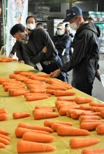 富里特産ニンジン、出荷始まる　ＪＡ、規格査定会