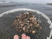 縄文グルメ「千葉市の新名物に」　加曽利貝塚で大量出土の巻き貝・イボキサゴ　現代料理へアレンジ