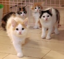 【猫の名前ランキング】「ムギ」がＶ３　オスは「レオ」メスは「ココ」１位