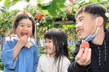 「甘くておいしい」　イチゴ狩り最盛期　東庄