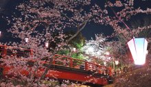 小見川城山公園の桜満開　ぼんぼりでライトアップ　香取