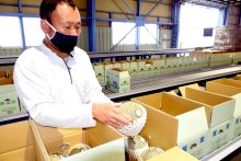 糖度やネットの張り良好！　旭市特産「飯岡メロン」シーズン到来　主力「タカミ」出荷