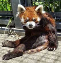 レッサーパンダ風太、体調回復　９日から２カ月ぶり展示　立ち姿人気、来月１９歳の「後期高齢者」　千葉市動物公園