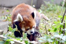 【動画あり】風太おかえり　千葉市動物公園のレッサーパンダ　２カ月ぶり展示、４月から食欲不振でお休み