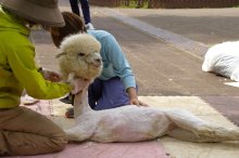 アルパカの毛刈りに衝撃の声　「首だけ！？」「シュール」　残した毛の理由は…　市川市動植物園