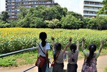 金杉小ヒマワリ畑満開　児童が住民と育てた風物詩　３日午前も一般公開　船橋