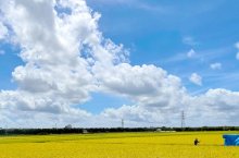 あすから９月、厳しい残暑　稲穂のじゅうたん黄金色に　市原