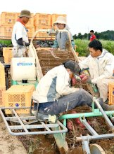農業やりがい深掘り　千葉大生、サツマイモ収穫体験　香取・芝山農園　泊まり込み作業　【ＳＤＧｓちば】