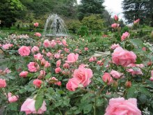 里見公園で秋バラ見ごろ　３年ぶりに「ローズフェア」　あす１５日、市川