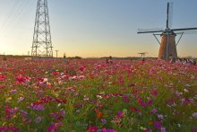 夕焼けに映えるコスモス　秋空彩る５０万本、風車と”共演”　佐倉で２３日までフェスタ