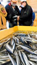 銚子サンマ水揚げゼロ　１９５０年以降では初の事態　漁師ため息、漁船の燃料高騰も