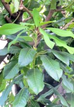 新年に合う縁起物　ユズリハ　川名興　【房総の草木虫魚】（３８９）
