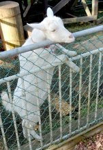 【子ども新聞　週刊ちばにち家】　ポニョ、ママになるよ！　佐倉　斜面に居着いたヤギ　（２０２３年２月２日号）