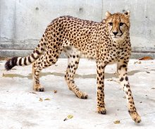 六つ子のチーター「カロリーナ」嫁入り　多摩動物公園へ、９日に送る会　千葉市動物公園