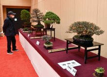 香取神宮で盆栽展　推定樹齢２００年の黒松も　天皇誕生日を祝い３０点