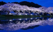 満開の夜桜映す水鏡　田んぼに「春の風物詩」　４月２日までライトアップ　いすみ・札森地区