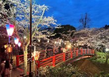 幻想的な夜桜見頃に　ぼんぼりでライトアップ　香取・小見川城山公園