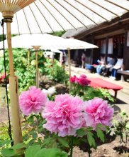 ２００種の大輪華やかに　ボタンが見頃　４０周年の茂原牡丹園