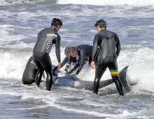 一宮・いすみの海岸にイルカ３０頭　「打ち上げられている」通報　サーファーら救出も４頭死ぬ　カズハゴンドウか