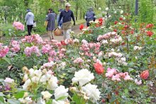 バラ２５００株、多彩に咲き誇る　佐倉草ぶえの丘でローズフェス