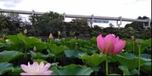 世界最古の花・大賀ハス　弥生時代に想像広がる　【千葉地理学会連載　おもしろ半島ちばの地理再発見】