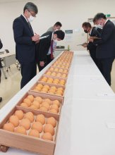 「房州びわ」皇室献上　珠玉の大粒勢ぞろい、穂積さん生産の品天皇陛下へ　南房総市で選果式