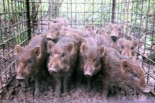 【動画あり】千葉市内でイノシシ急増　箱わなで一度に１５匹捕獲　住宅地でも目撃情報　近づかないよう呼びかけ