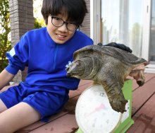 専門家らも驚き！巨大スッポン発見　芝山中２年の萩原さん　成田空港近くの川