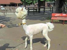 アルパカ、モコモコ姿から激変　夏本番向け毛刈り、涼しげスタイル　爪や歯のお手入れも　市川市動植物園