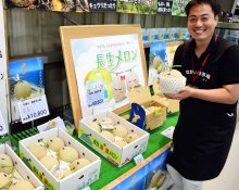 長生（ながいき）メロン出荷最終盤　えりすぐり８万玉　直売所では行列、縁起物にも　一宮町と白子町