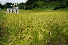 梅雨明け前に黄金色の実り　いすみで超早場米収穫 　「粒もよく、いい出来」